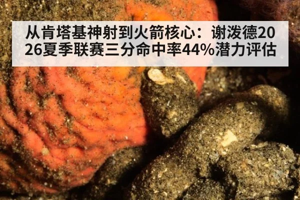 从肯塔基神射到火箭核心：谢泼德2026夏季联赛三分命中率44%潜力评估